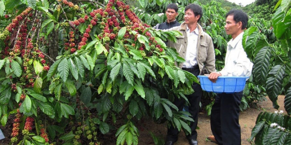 14 17 55 thu hoch c phe