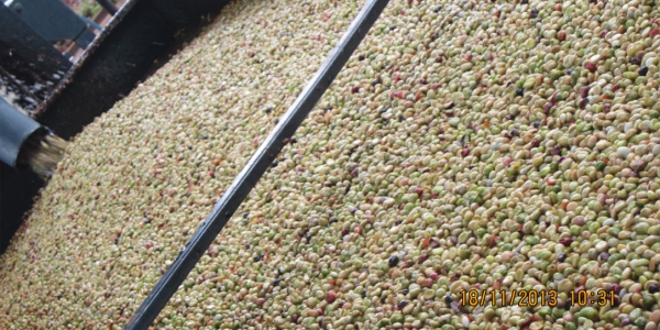 ca phe nhan thoc tuoi sau khi da duoc boc vo