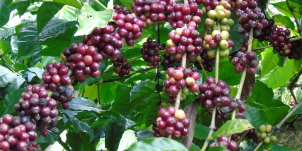 cà-phê-thuận-phát-1 ca phe thuan phat 1