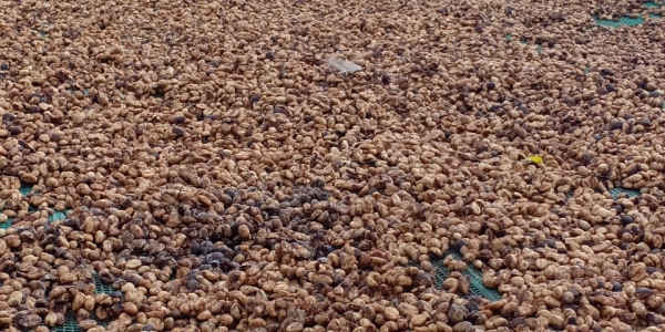 sản xuất cà phê honey san xuat ca phe honey