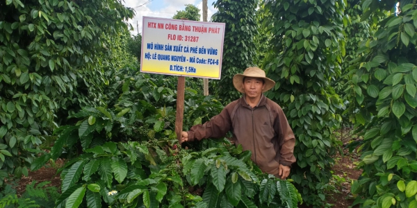 vườn cà phê thành viên vuon ca phe thanh vien