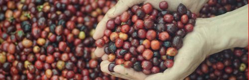 2751697ca phe rang chat luong 500x162 1